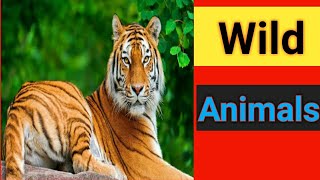 Wild Animals | Animals | General World || 🐅🦁🐺