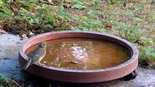 Haubenmeise, Grünfink und Hausrotschwanz am Vogelbad