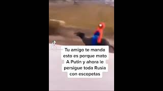 tu amigo te manda esto es porque mato a putin y ahora le persigue toda rusia con escopetas😨