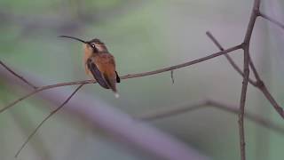 Reddish Hermit Hummingbird chilling out - Arajara Park Brazil