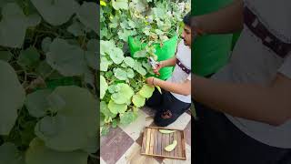 5 year Terrace Gardening journey 👩‍🌾 #harvesting #terracegardening #ped_podhe #viral