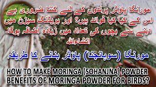 مورنگا (سوہانجنا) پاؤڈر بنانے کا طریقہ | HOW TO MAKE MORINGA POWDER FOR BIRDS | AA BIRDS INFORMATION