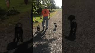 Strolling with the Rottie boys