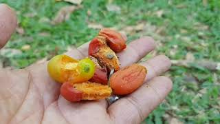 Bouea oppositifolia (Roxb.) Adelb., Mini Mango