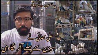 Ali Bhai Homebreed Breeder Lovebird Pairs For Sale | Pets 4 Everyone | #sundaybirdsmarket