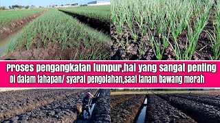 pengangkatan lumpur,adalah proses penting dalam hal tanam bawang merah