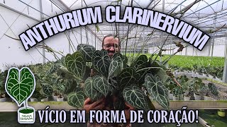 COMO CULTIVAR Anthurium clarinervium - A planta queridinha das Urban Jungle