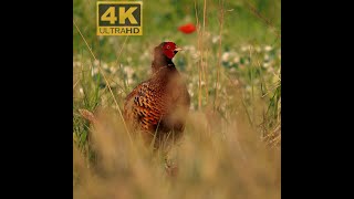 Jagd _ Fasan _ Pheasant _ Faisan mit Ruf sehen und hören _ #Vogelbeobachtung 4K