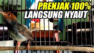 PIKAT PRENJAK KEPALA MERAH GACOR | COCOK BUAT MASTERAN & PIKAT PRENJAK DI ALAM LIAR CEPAT DAPAT