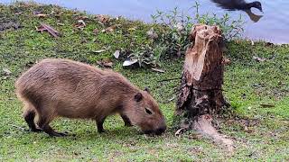 Filhote de Capivara pastando