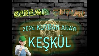 Keremin Çiftliği 2024 Kurbanlık Büyükbaş Keşkül - SATILDI