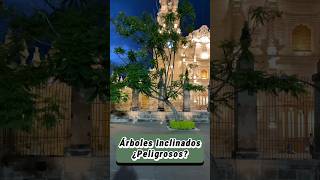 Árboles Inclinados ¿Peligrosos?🌳‼️ #árboles #plantas #arboles #naturaleza #arbolesnativos #arborist