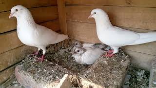 Progress Breeding Pair Pigeon Ki #MAsadBirds #Pigeon #Kabutar