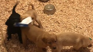 No toys, no problem - Playful  6 week old Goldador Puppies