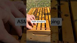 You’re welcome! 😉 ☀️ #newbees #beekeeping #beesounds #nature #asmr