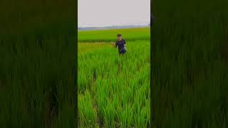 CINEMATIC  SAWAH COVER DANGDUT🤗😉