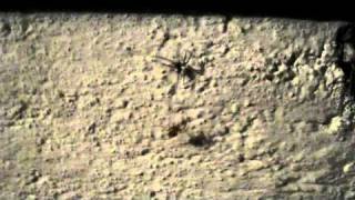 Spider Fight: Wulf Spider vs Cross Spider