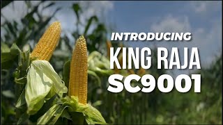 JAGUNG MANIS NO.1 PILIHAN PETANI | Kenali Raja Jagung King Raja SC9001!