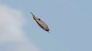 Burung Falcon , pemburu dengan kecepatan dan ketepatan yang luar biasa #animals #video