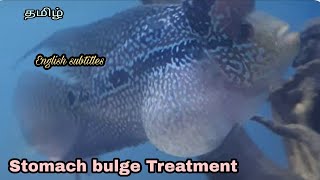 stomach bulge in Flowerhorn | Dropsy | Aquapets & Farm