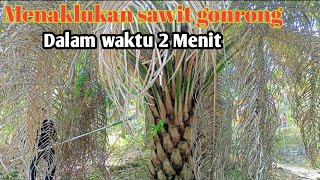 PRUNING SAWIT SUPER GONRONG DALAM WAKTU 2 MENIT .