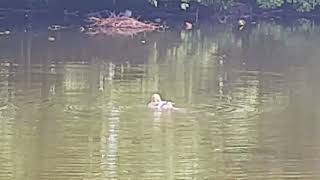 A Duck Tales; Morning Soak in a Pond. Richmond Park