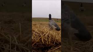 Canada Goose Hunting in PEI