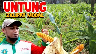 💲 Peluang Usaha Budidaya Jagung! Modal Dan Keuntungannya!