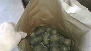 Chitting Potatoes and Garden Tour 2-3-24 | SEE DESCRIPTION FOR DETAILS | Thank you for Watching!