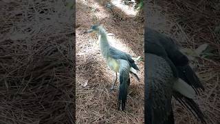 Fui filmar um filhote de Garça e levei um susto #rioiguacu #pesca #pescaria