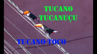 Tucano Tucanuçu