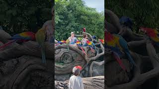 The Macaws of Disney’s Animal Kingdom