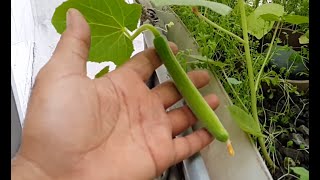 الزراعة المائية بدون محاليل أو أي اسمدة aquaponics system kuwait 3