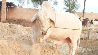 عزیز کیٹل فارم اینڈ پلائی سینٹر حاصل پور Aziz Cattle Farm and Palai Center Hashilpur