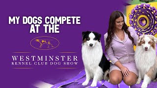 My dogs compete at the Westminster Dog Show