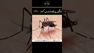 Dengue Cases Hike in Pakistan | Breaking News | ڈینگی بے قابو | Dengue Cases Increase in Pakistan