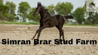 Simran Brar Stud Farm