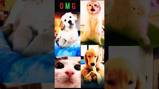 hay prabhu hariram krishna Jagannath #shorts #cute #cat #dog #amaizing #viral