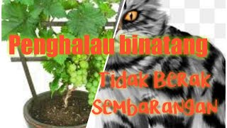 Agar  Tanaman Anggur di Pot Tidak Rusak || Buat seperti ini