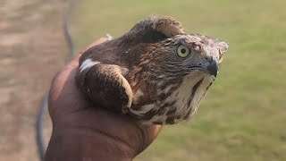 Shikra rescued from market and released in the nature