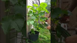 First harvest huge luffa #shorts