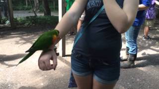 Claws 'n' Paws Wild Animal Park 2014 - Feeding the Lories