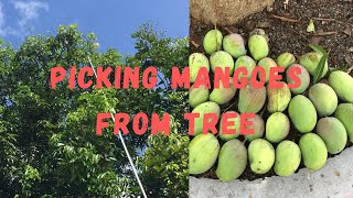 Picking Mangoes From Mango Tree🥭 | മാവിൽ നിന്നു മാങ്ങ പറിക്കുന്നു