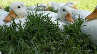 Ducks In The Grass