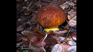 Leccinum lepidum. Champimaginatis. English Text.