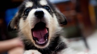 Top 10 Puppy Yawns - Cutest Puppies - Lovely Puppy Videos - Puppy Vines - 2015