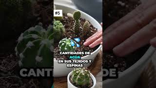 ¡Asombrosas curiosidades de los CACTUS que no sabías! 🌵