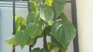 All About BETEL plant