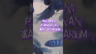 IKAN AQUARIUM DAN AQUASCAPE YANG LAGI TREND #shorts