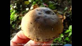 Tricholoma saponaceum. Champimaginatis. English Text.